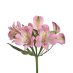 Альстромерии